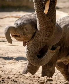 an elephant standing in the sand with its trunk over it's head and tusks sticking out