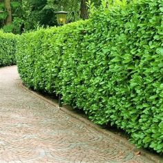 a long row of green bushes on the side of a brick walkway in front of trees