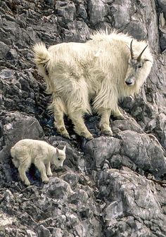 a mountain goat and her baby on the rocks