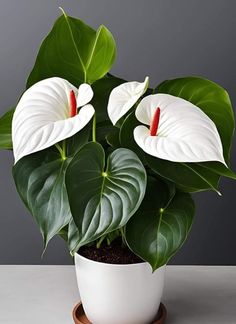 a potted plant with white flowers and large green leaves in it's center