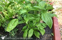 some green plants are growing in a potted planter with dirt and grass on the ground