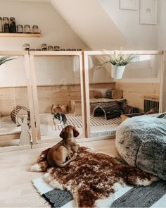 a dog laying on top of a rug in front of a mirror with other dogs