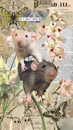 two ratty mice sitting on top of each other in front of flowers and butterflies