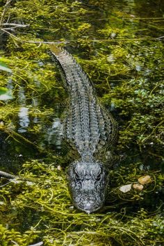 an alligator is submerged in the water