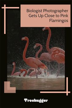 pink flamingos splashing in the water with text reading, biologist photographer gets up close to pink flamingos