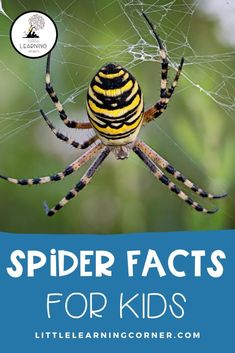 a yellow and black spider with the words spider fact for kids on it's back