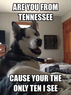 a husky dog sitting on top of a bed