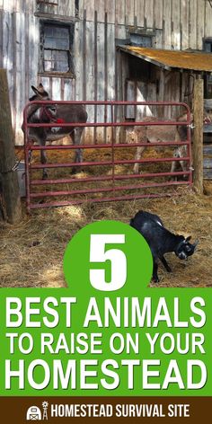 some animals are in their pen with the words 5 best animals to raise on your homestead