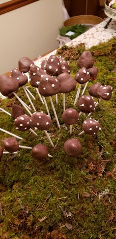 there are many chocolate mushrooms on the moss