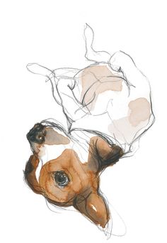 a drawing of a dog laying on its back with it's head in the air