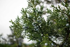 some blue berries are growing on a tree