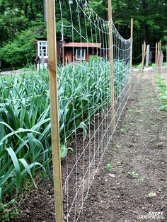 a garden fence with plants growing in it