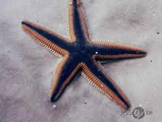 a blue and brown starfish laying on the sand