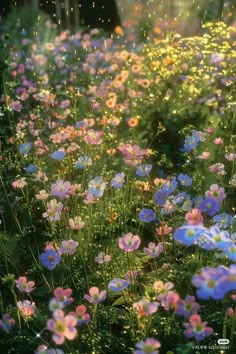 the sun shines brightly on colorful wildflowers