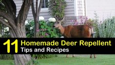 a deer standing next to a tree in front of a house with the words 11 homemade deer repellent tips and recipes