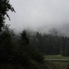 the fog is covering the trees and hills in the distance with power lines running through them