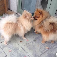 two small dogs standing next to each other near a door and looking at each other