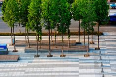 trees lined up in the middle of a sidewalk