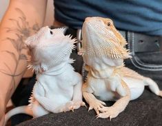 Beard Dragon, Dragon Terrarium, Dragon Photos, Funny Animal Pics, Dragon Pet, Funny Lizards, Bearded Dragon Funny, Bearded Dragon Terrarium, Bearded Dragon Enclosure