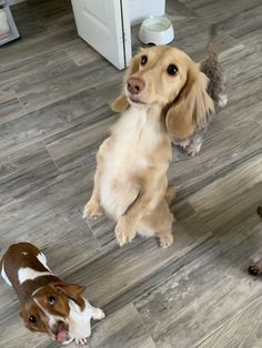 three dogs are standing on their hind legs in the kitchen and one is looking up