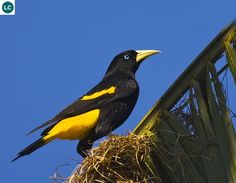 a black and yellow bird sitting on top of a nest