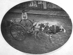 an old black and white photo of a man driving a cart with cows in it