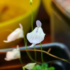 some white flowers are in a vase on a table