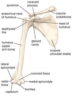 the bones of the shoulder and upper limbs