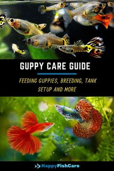 some fish swimming in an aquarium with the words happy fish care guide on it's side