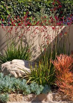 an outdoor garden with plants and rocks