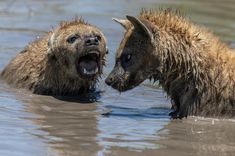 two wet brown bears in the water with their mouths open and one is yawning