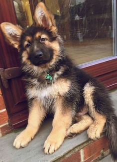 a dog sitting on the side of a window sill