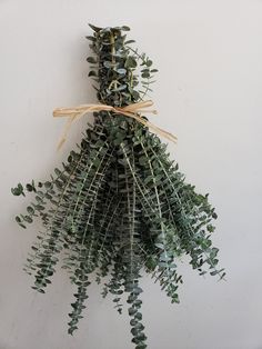 a bunch of green plants hanging from a wall