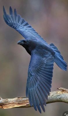 a blue bird is flying over a branch