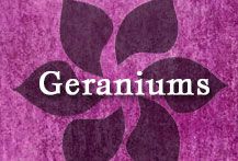 the words chrysanthemmus on a purple background