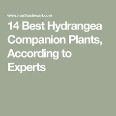 14 Best Hydrangea Companion Plants, According to Experts Hydrangea Companion Plants, Coral Bells Plant, Propagating Hydrangeas, Rhododendron Plant, Full Shade Plants, Big Leaf Hydrangea, Hydrangea Shrub, Acid Loving Plants, Hosta Plants