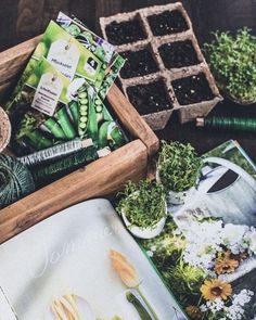 various plants and seed packets in wooden boxes on a table with other gardening supplies around them