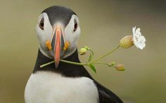 a close up of a bird with flowers in it's beak