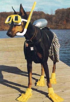 a dog wearing yellow rubber boots on top of a dock