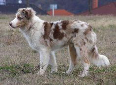 a brown and white dog standing on top of a grass covered field