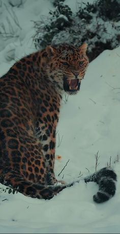 a leopard sitting in the snow with its mouth open