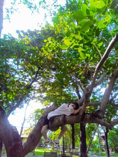 a person laying on top of a tree branch in the middle of a park with lots of green leaves