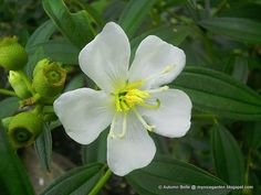 a white flower with green leaves in the background