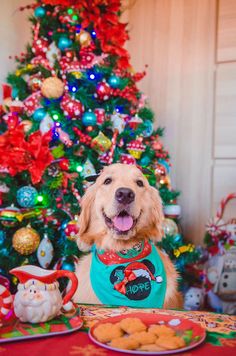 a dog sitting at a table in front of a christmas tree with cookies on it