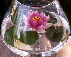 a pink water lily floating in a clear bowl