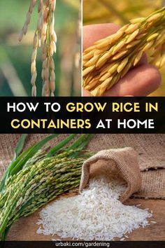 how to grow rice in containers at home