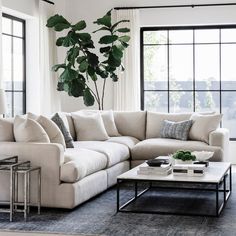 a living room filled with furniture and a large plant in the middle of the room