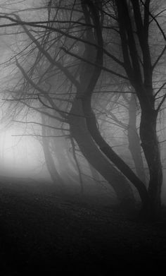 black and white photograph of trees in fog