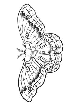 a black and white drawing of a butterfly