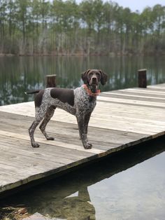 a dog standing on a wooden dock next to the water and trees in the background